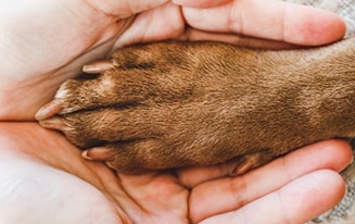 Meditation for Loss of a Dog