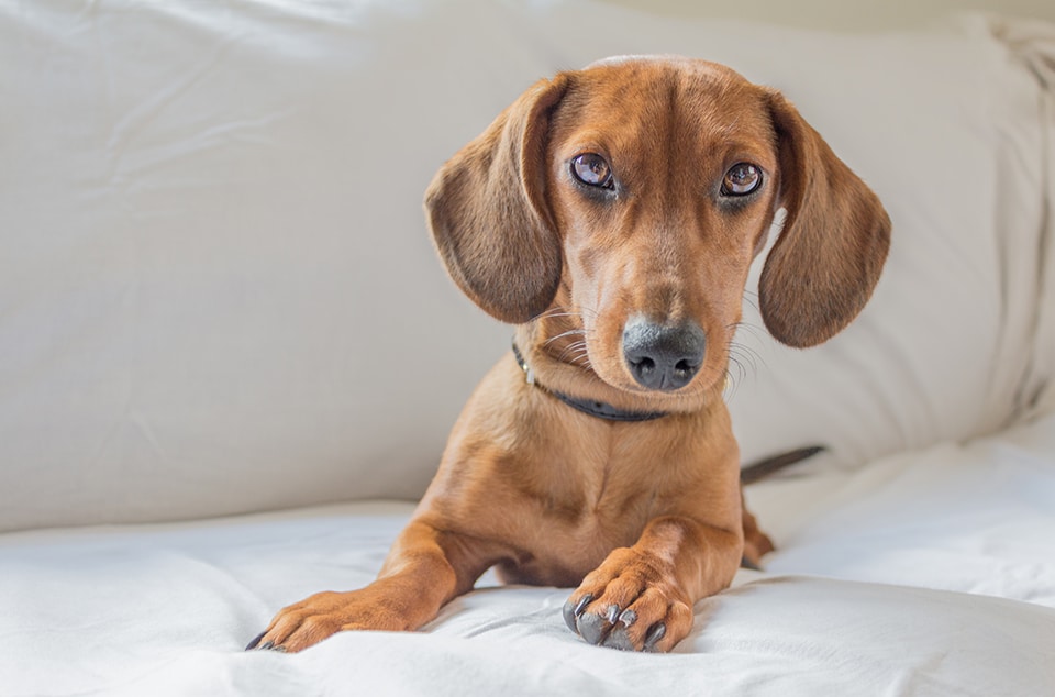 dachshund gear dachshund gear