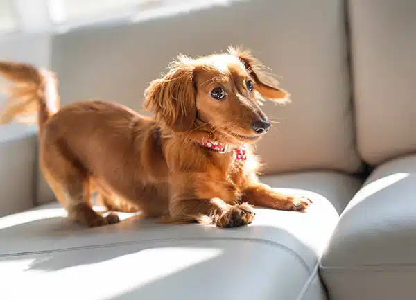 Best Dachshund Ramps for the Bed, Sofa, and Car