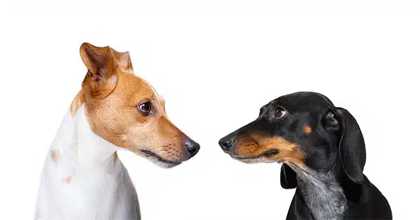 How to Introduce a Dachshund to Other Dogs How to Introduce a Dachshund to Other Dogs
