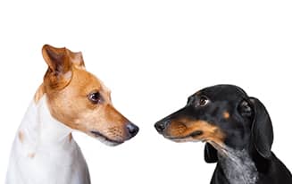 How to Introduce a Dachshund to Other Dogs