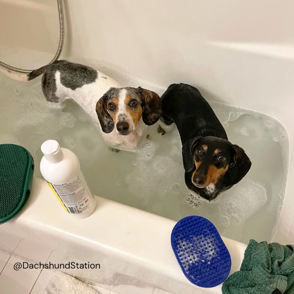 Eko and Gretta mini dachshunds getting a bath Eko and Gretta mini dachshunds getting a bath