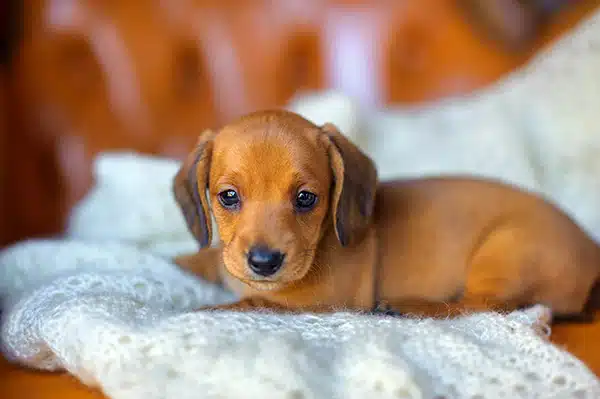 Avoid Dachshund Puppy Adoption Scams Avoid Dachshund Puppy Adoption Scams