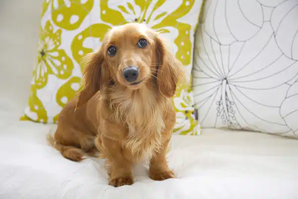 cute looking blonde long-haired dachshund sitting on a couch. cute looking blonde long-haired dachshund sitting on a couch