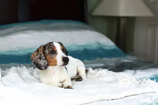 cute white piebald dachshund puppy dog laying relaxed on the bed cute white piebald dachshund puppy dog laying relaxed on the bed