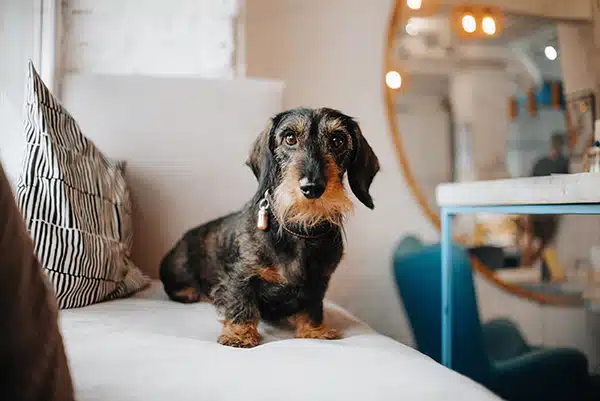 Reduce Dachshund Shedding Reduce Dachshund Shedding