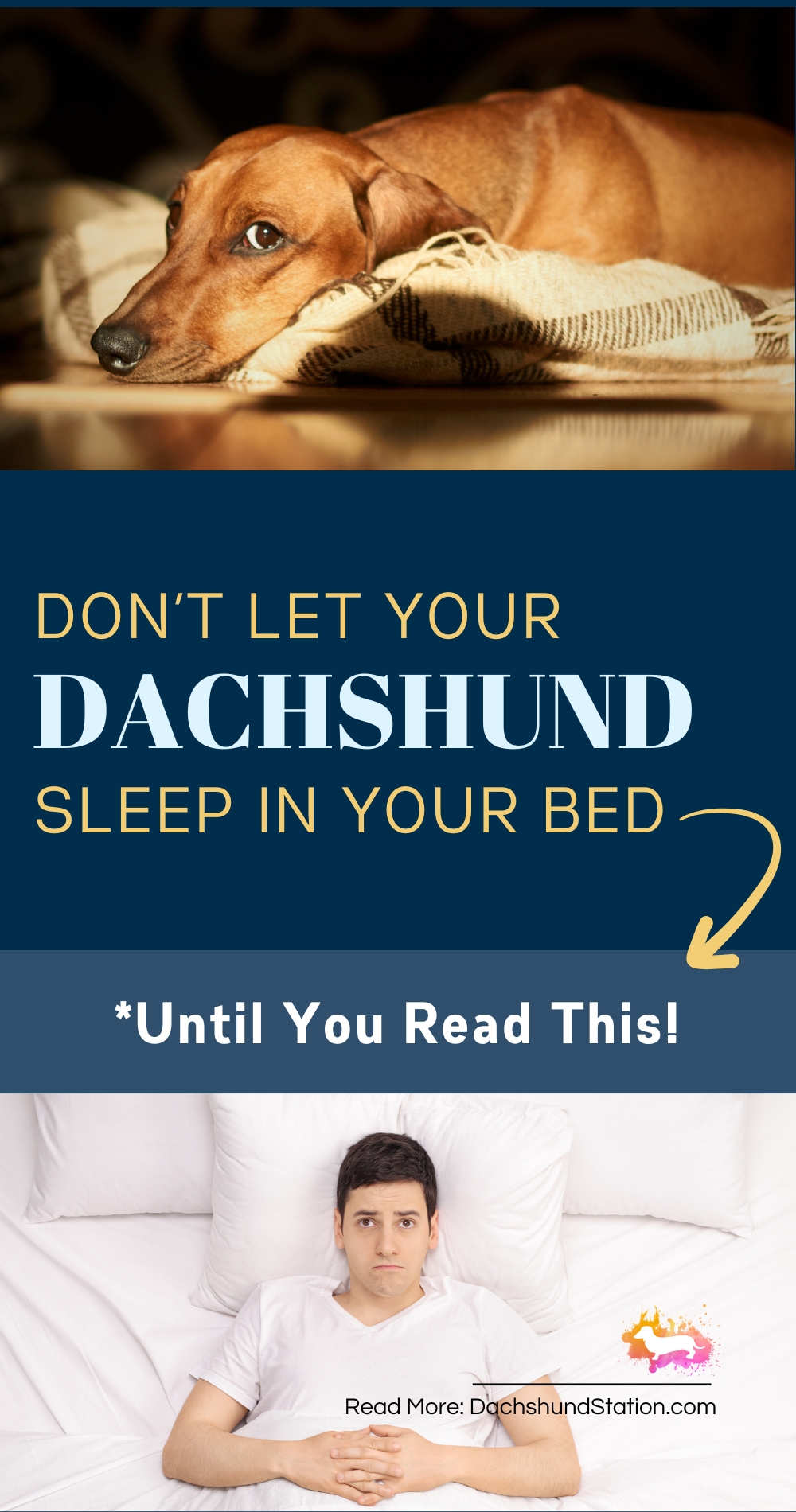 don't let your dachshund sleep in your bed until you read this
