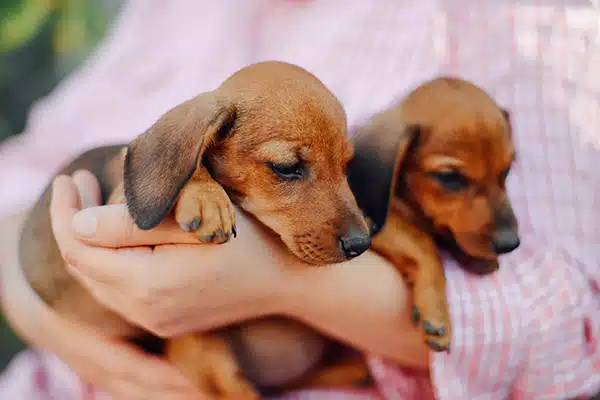 Woman holding two red dachshund puppies in her arms. Woman holding two red dachshund puppies in her arms