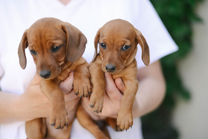 adopting two dachshund puppies adopting two dachshund puppies