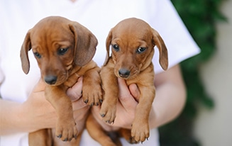 Adopting-Two-Dachshund-Puppies