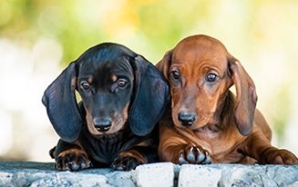 Avoid Littermate Syndrome with Two Dachshund Puppies