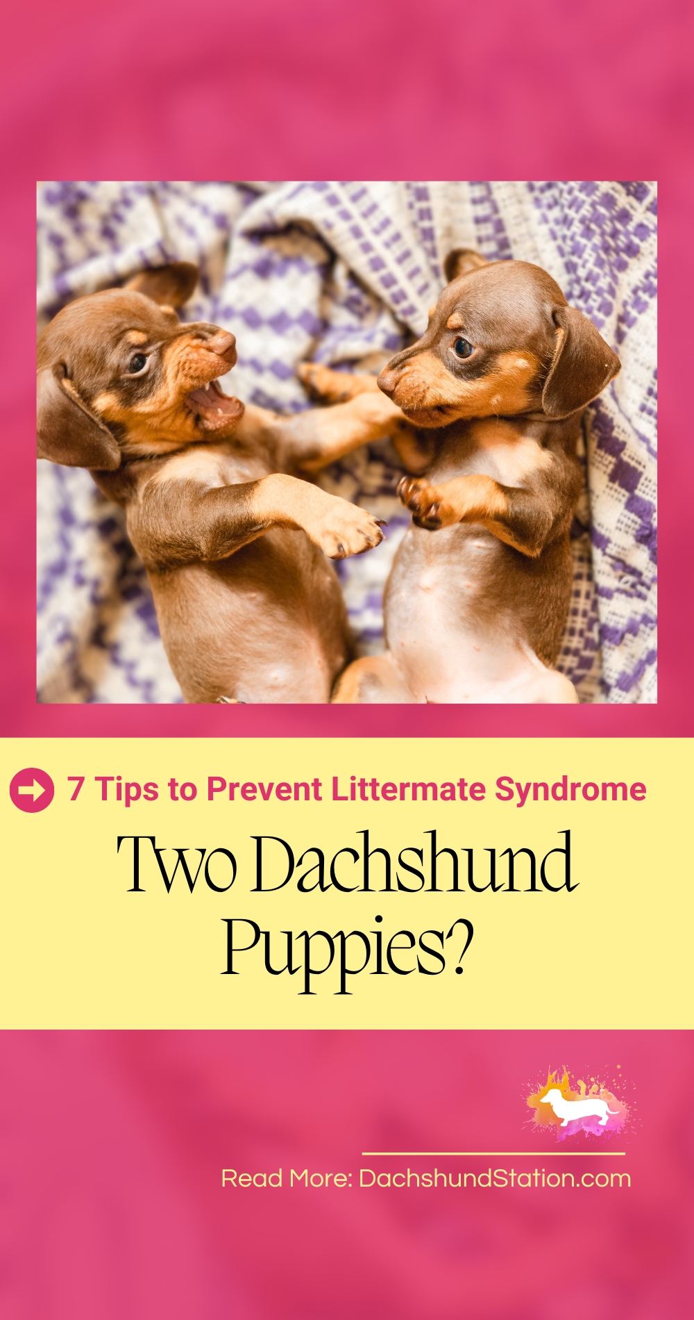 prevent littermate syndrome prevent littermate syndrome