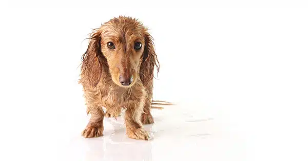 Dachshund to Potty Outside in the Rain 5 tips to get your dachshund to potty outside in the rain