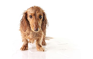 Dachshund to Potty Outside in the Rain