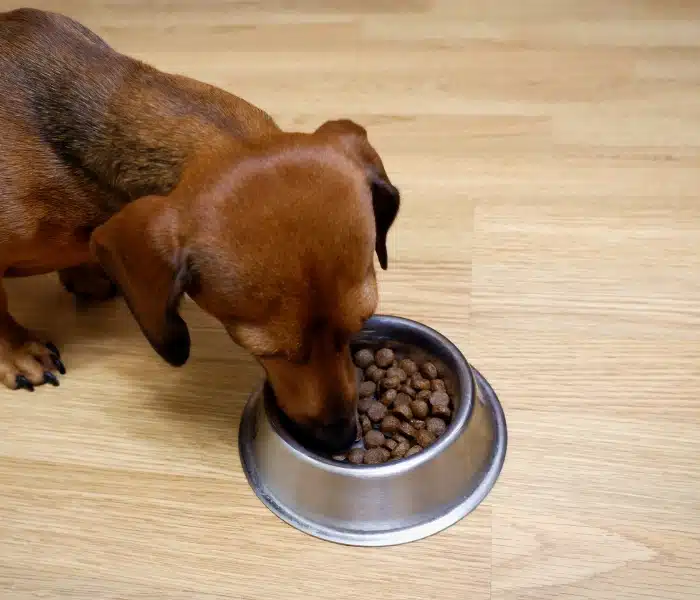 mini dachshund eating a bowl of plain dog food mini dachshund eating a bowl of plain dog food