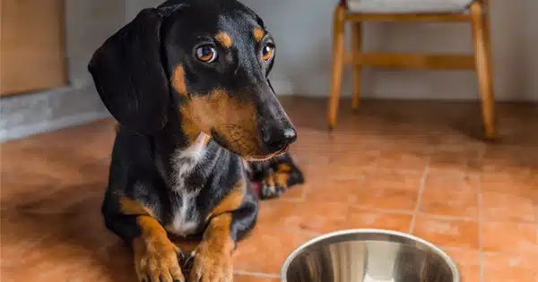 Dog Food Toppers for a Picky Dachshund Dog Food Toppers for a Picky Dachshund