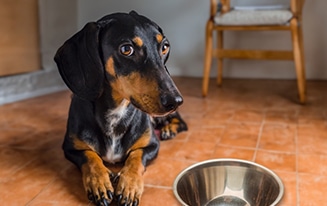 Dog Food Toppers for a Picky Dachshund