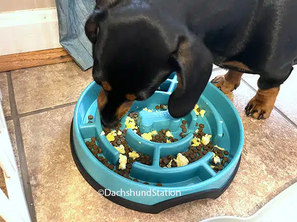 dachshund eating scrambled eggs dachshund eating scrambled eggs