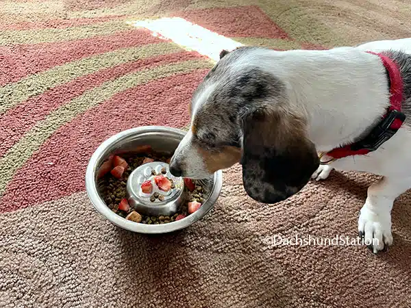 dachshund eating strawberries dachshund eating strawberries