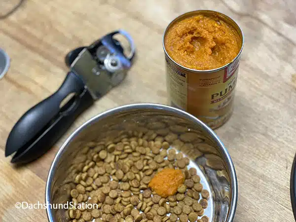 pumpkin puree for dachshunds pumpkin puree for dachshunds
