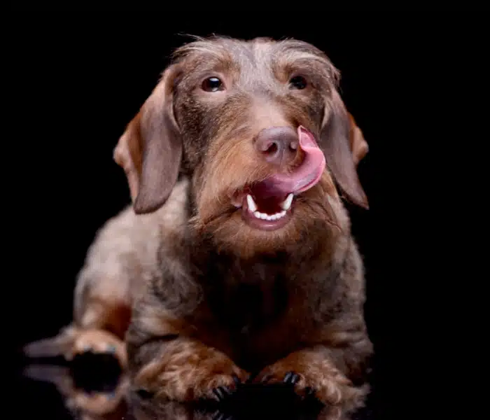 hungry wire haired dachshund licking his chops hungry wire haired dachshund licking his chops