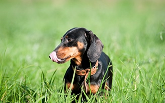 Stop Your Dachshund from Eating Poop