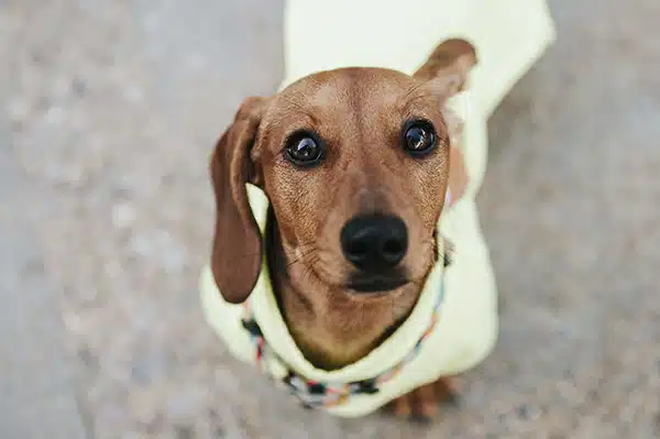 Teaching a dachshund to be alone Teaching a dachshund to be alone