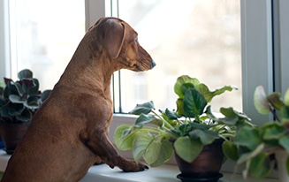 Train a dachshund to be alone