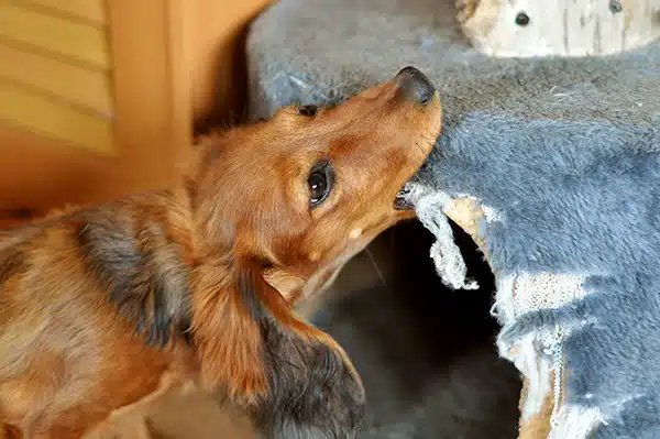 bored dachshund being destructive bored dachshund being destructive