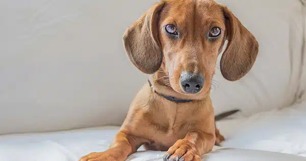 dachshund alone at home dachshund alone at home