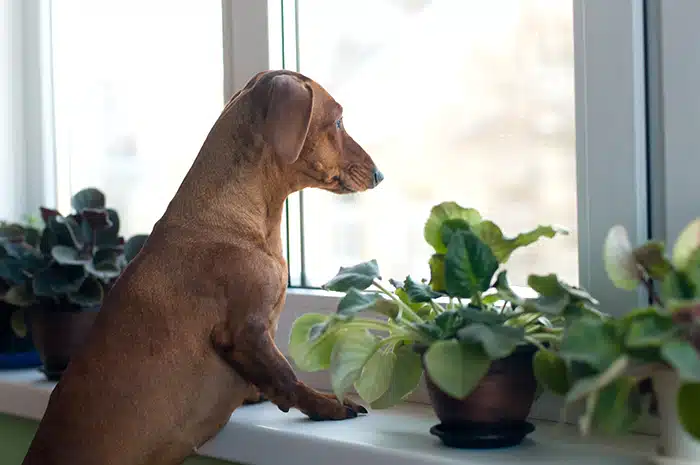 Train a dachshund to be alone Train a dachshund to be alone
