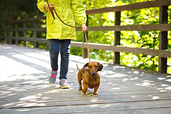 woman taking a dachshund on a walk for exercise woman taking a dachshund on a walk for exercise