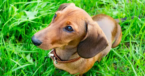 How long does it take to potty train a dachshund? Post