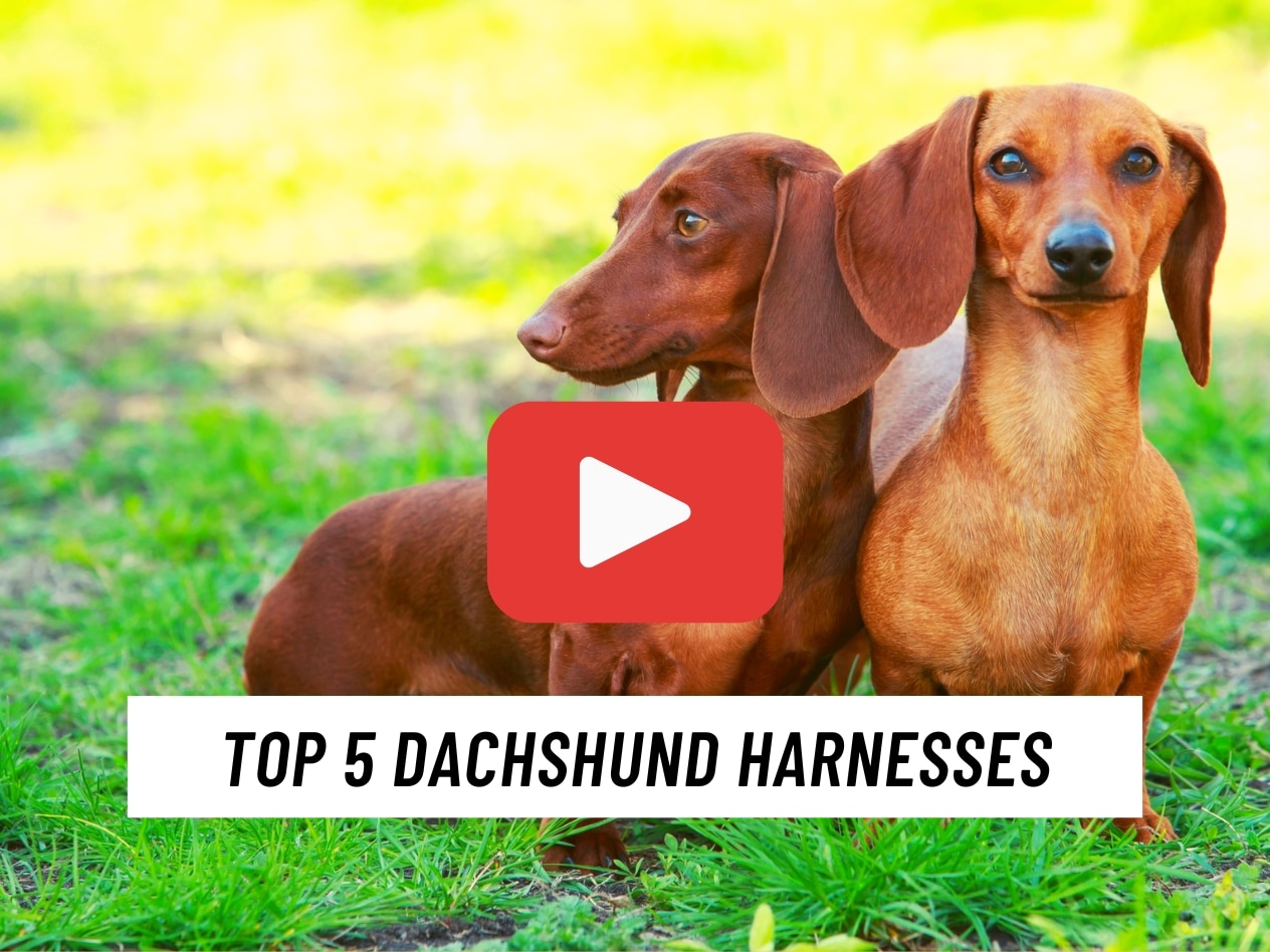 Best Dachshund Harnesses Video Review