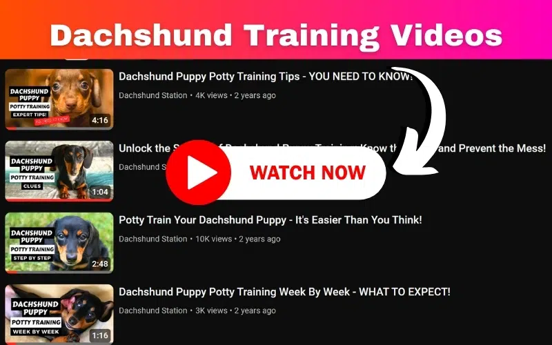 Dachshund puppy training playlist on youtube