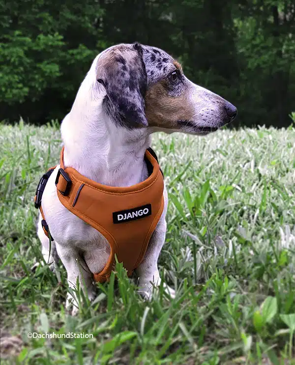 piebald dachshund wearing an orange Django harness piebald dachshund wearing an orange Django harness