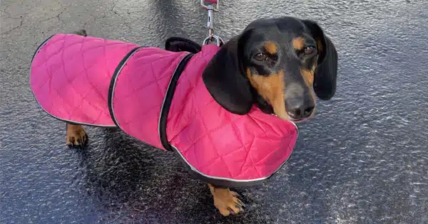 Discover the Best Dachshund Coats Post
