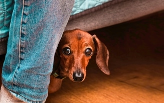 Keep a Dachshund Calm During 4th of July
