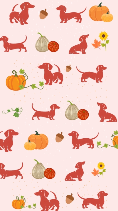 dachshund and pumpkin wallpaper for phone