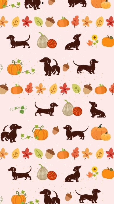 dachshund wallpaper for fall
