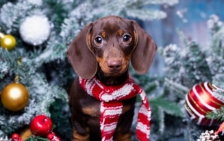 dachshund christmas decorations tn