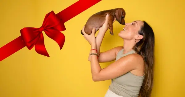 Best Gifts for Dachshund lovers post