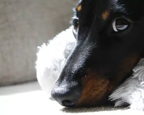 black and tan dachshund looking bored black and tan dachshund looking bored