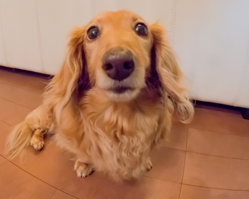 blonde dachshund begging for attention blonde dachshund begging for attention