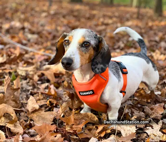 Cute Dachshund wearing a harness Cute Dachshund wearing a harness