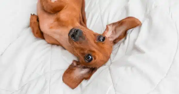 What to Do When Your Dachshund Keeps Farting Post