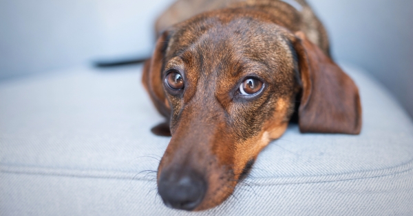 Things You MUST Know Before Owning a Mini Dachshund