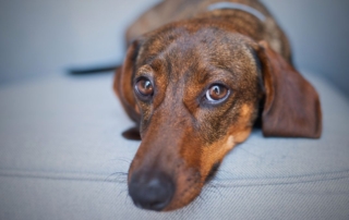 The Unfiltered Truth About Mini Dachshunds