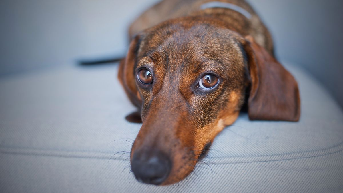 The Unfiltered Truth About Mini Dachshunds