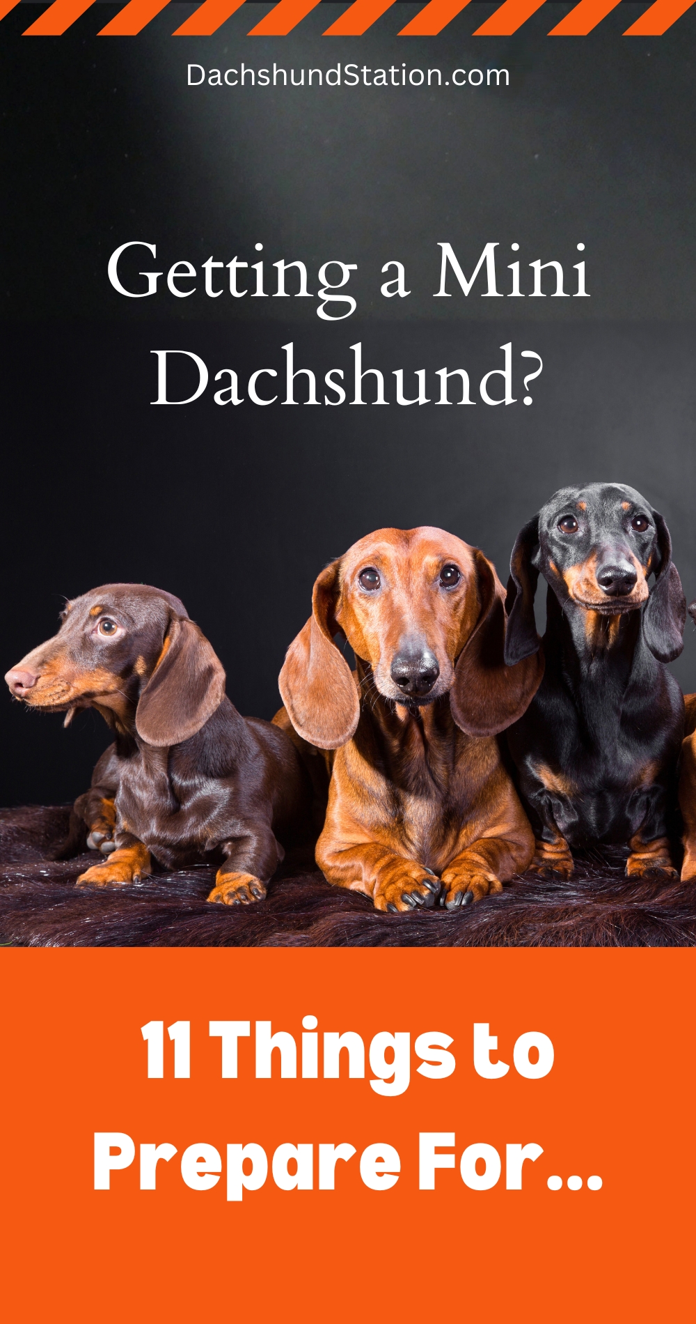 Things You MUST Know Before Owning a Mini Dachshund